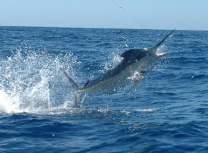 marlin caught & released by Panama Big Game Fishing Club, Boca Chica Panama